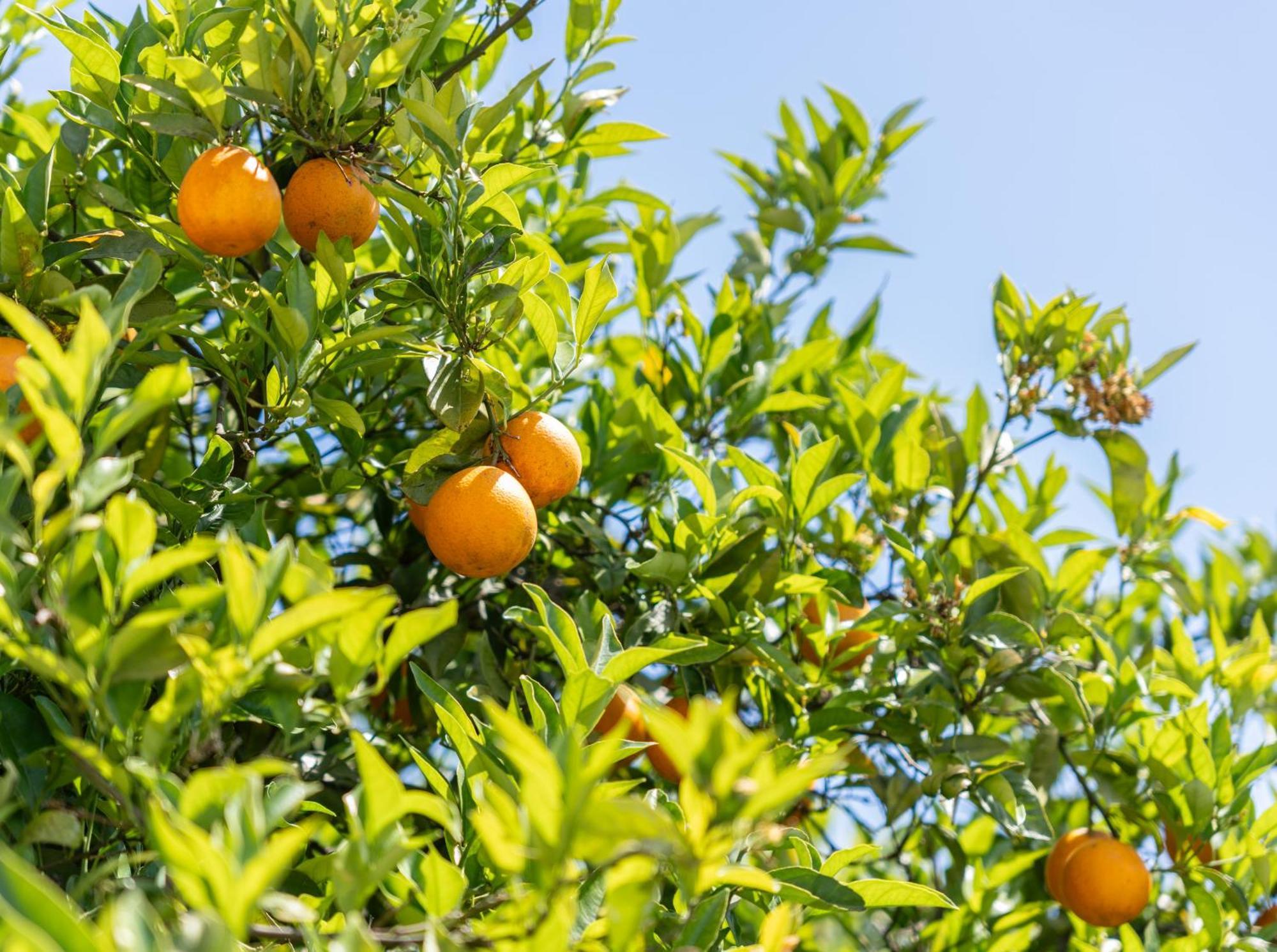 Quinta Das Laranjeiras 博利凯梅 外观 照片
